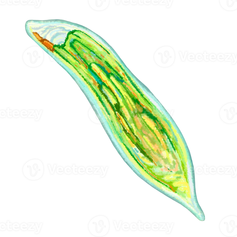 Unicellular protozoa. Color illustration of a single-celled bacterium. For printing textbooks, encyclopedias, brochures and posters on biology and medicine. For printing on objects and website design. png
