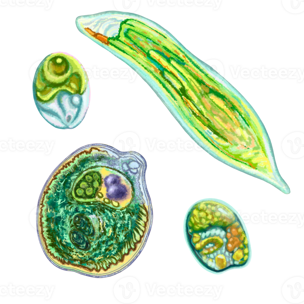 Unicellular protozoa. Color illustration of a single-celled bacterium. For printing textbooks, encyclopedias, brochures and posters on biology and medicine. For printing on objects and website design. png