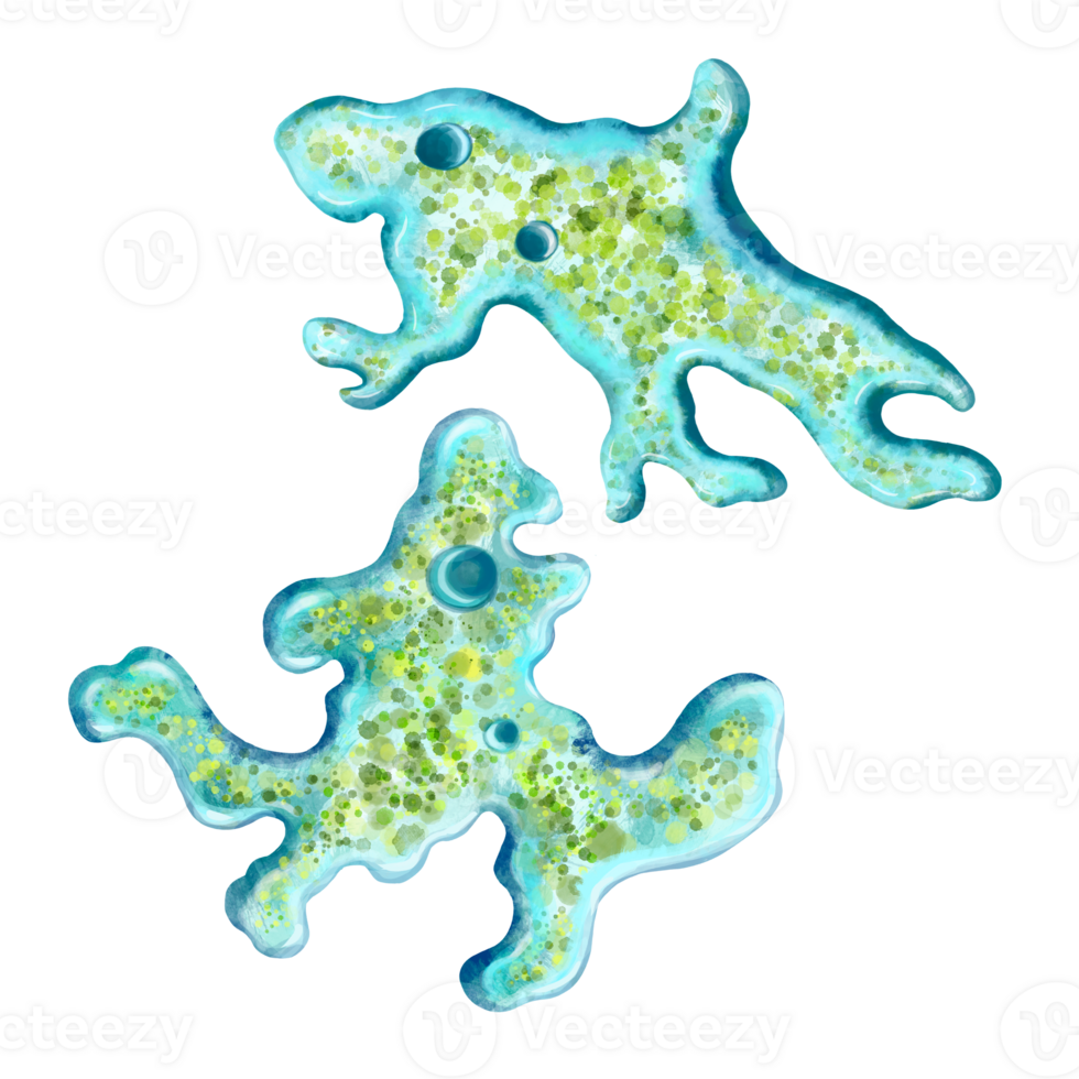 Unicellular protozoa. Color illustration of a single-celled bacterium. For printing textbooks, encyclopedias, brochures and posters on biology and medicine. For printing on objects and website design. png
