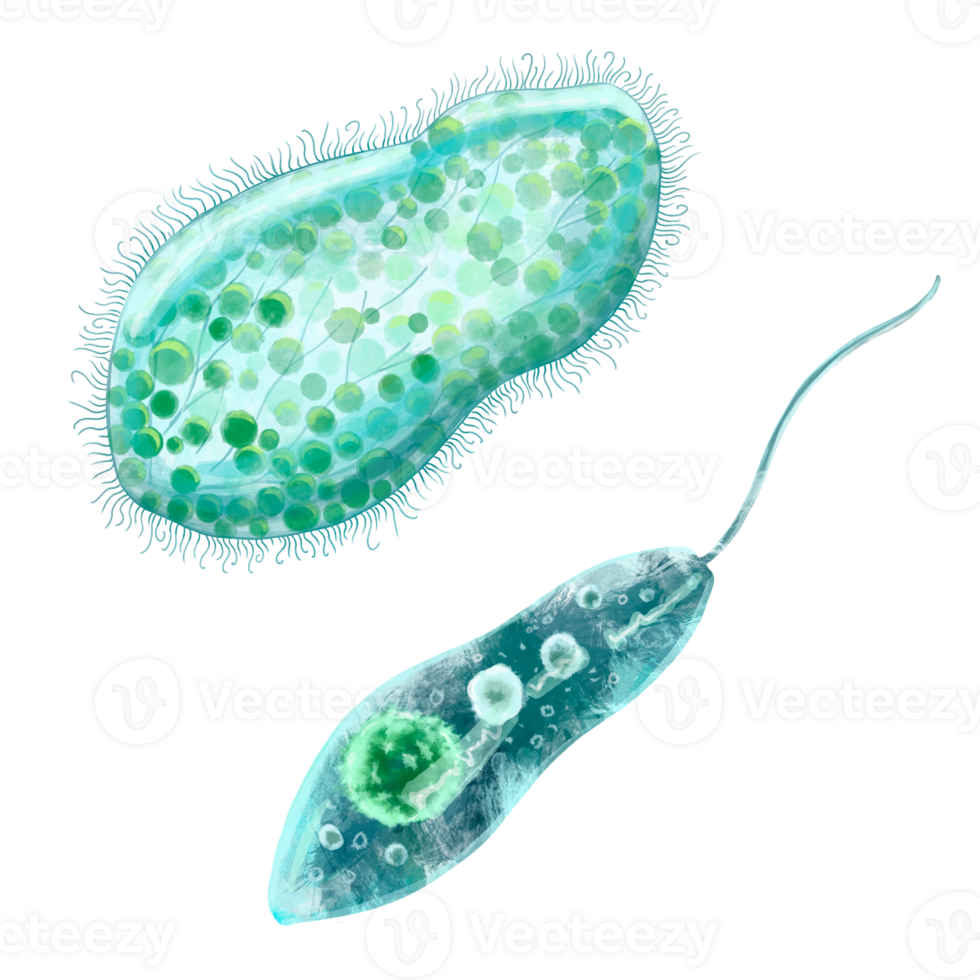Unicellular protozoa. Color illustration of a single-celled bacterium. For printing textbooks, encyclopedias, brochures and posters on biology and medicine. For printing on objects and website design. png