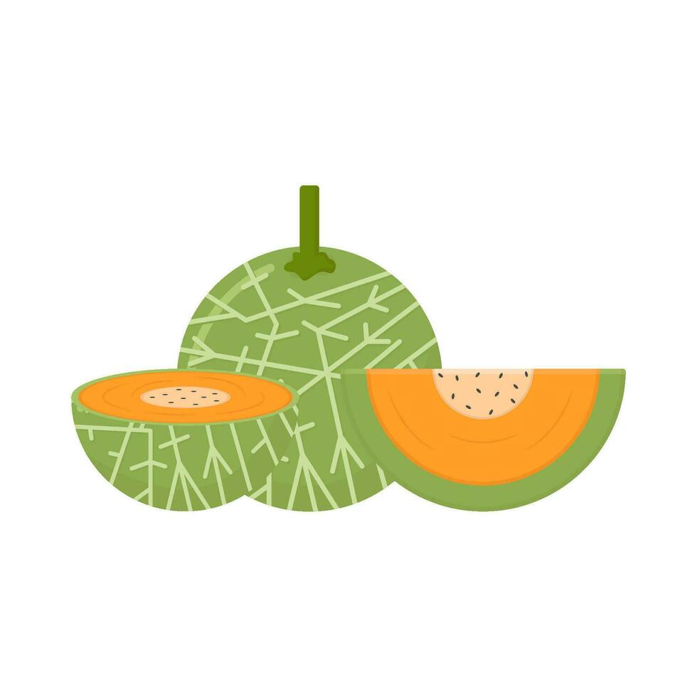 cantaloupe with cantaloupe slice illustration vector