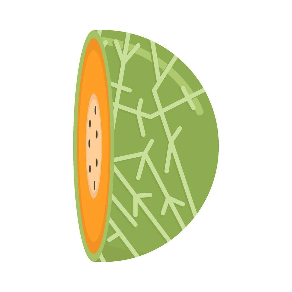 cantaloupe slice illustration vector