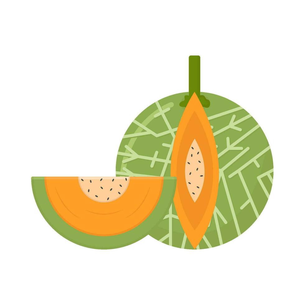 cantaloupe slice illustration vector
