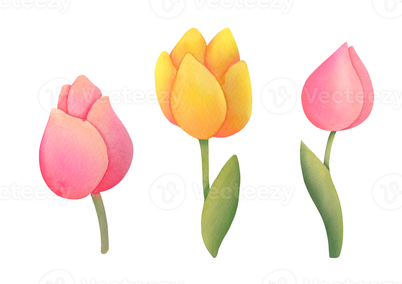 clip art watercolor yellow, pink cute, delicate tulips set isolated on transparent background. symbol of spring, International Women's Day on March 8, Mother's Day. botanical cut out illustration png