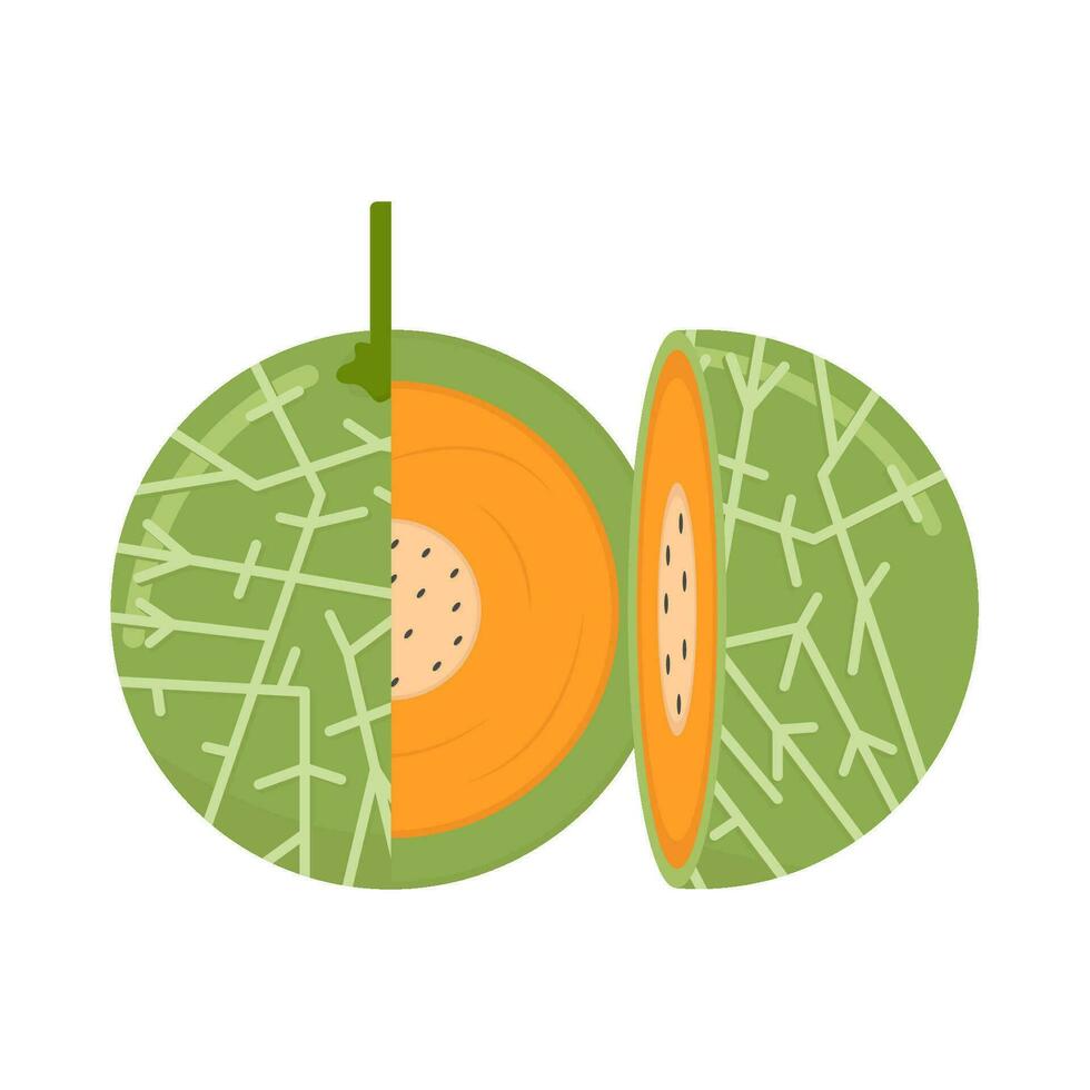 cantaloupe slice illustration vector