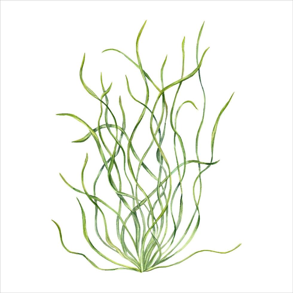 Sea grass. Aquarium plant. Algae, seaweed. Underwater kelp. Green herb. Long leaves. Watercolor illustration. For shop design , print, card or book or logo vector