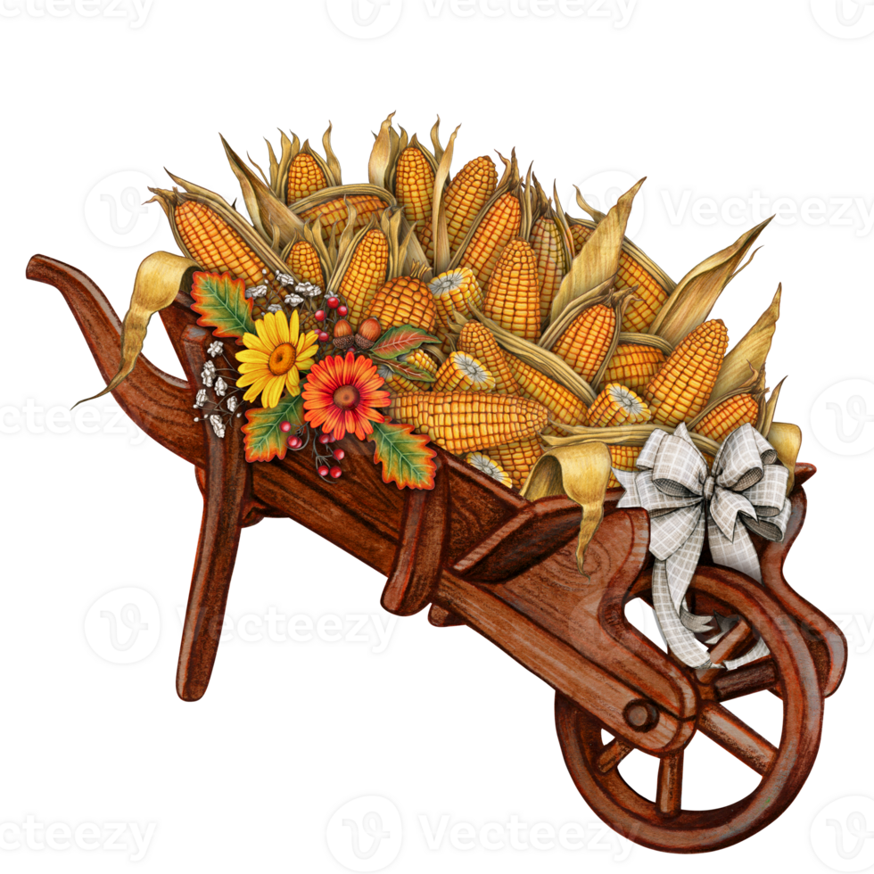 Watercolor hand drawn corn cobs wheelbarrow png