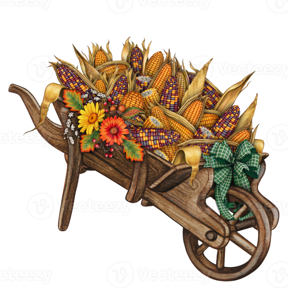 Watercolor hand drawn corn cobs wheelbarrow png