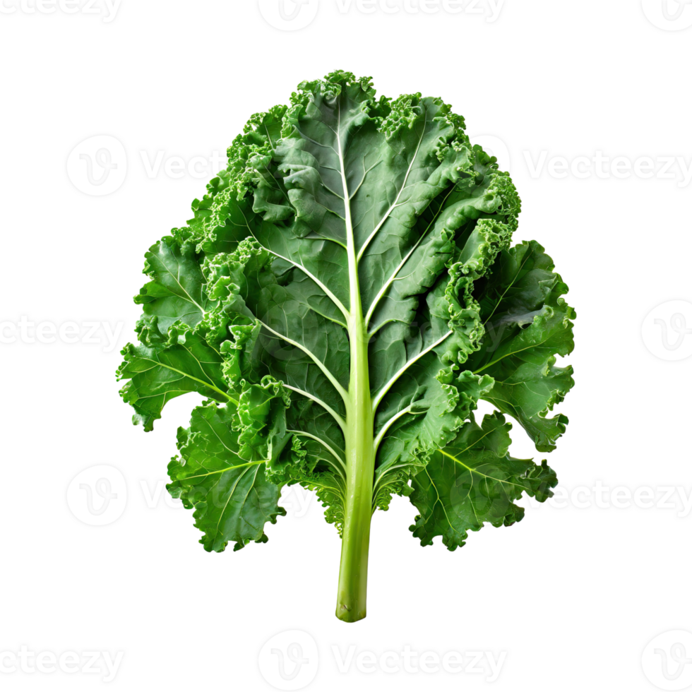 AI generated A Green Kale Leaf With Curly Edges ,Without Shadow png