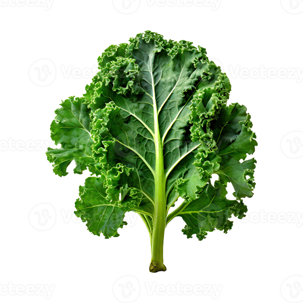 AI generated A Green Kale Leaf With Curly Edges ,Without Shadow png