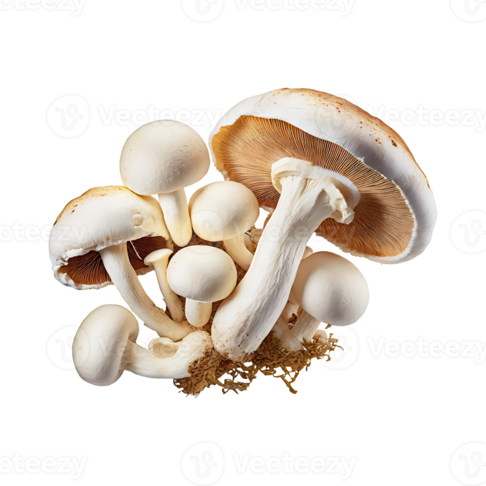AI generated Floating Bunch Of Mushroom With A Brown Cap png
