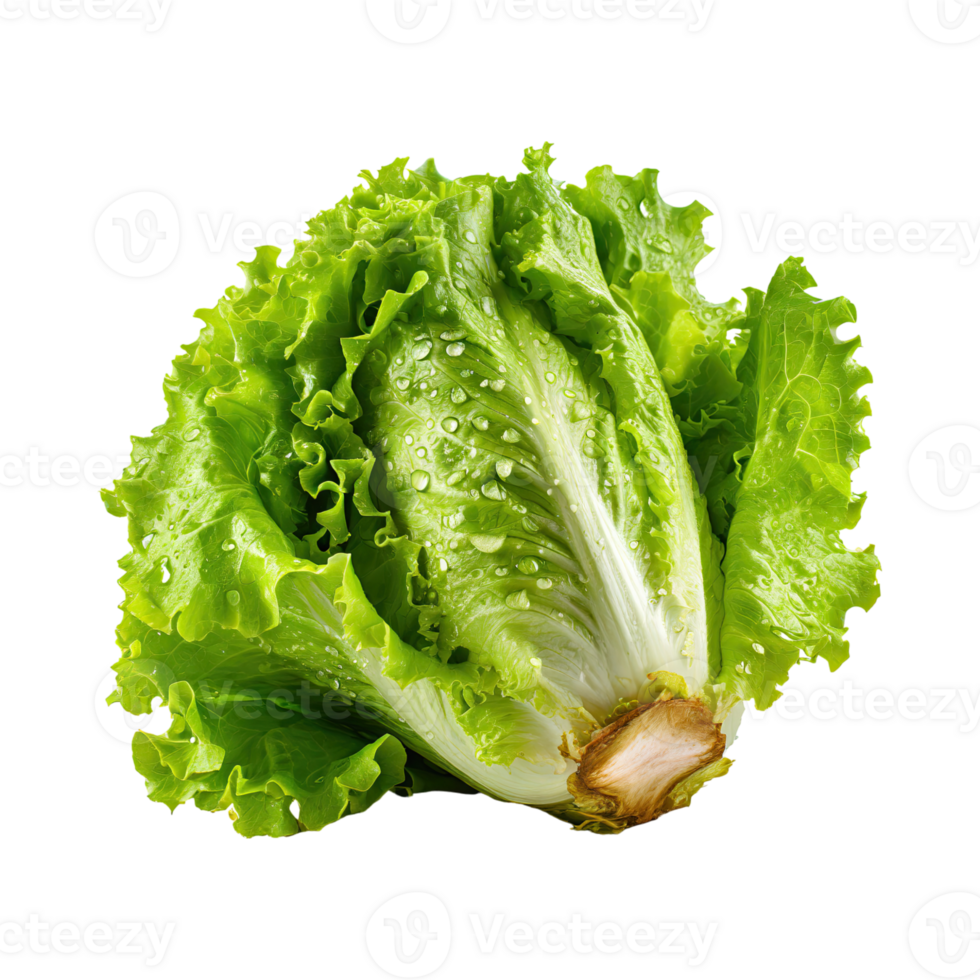 AI generated A Fresh And Crunchy Lettuce With Water Drops png