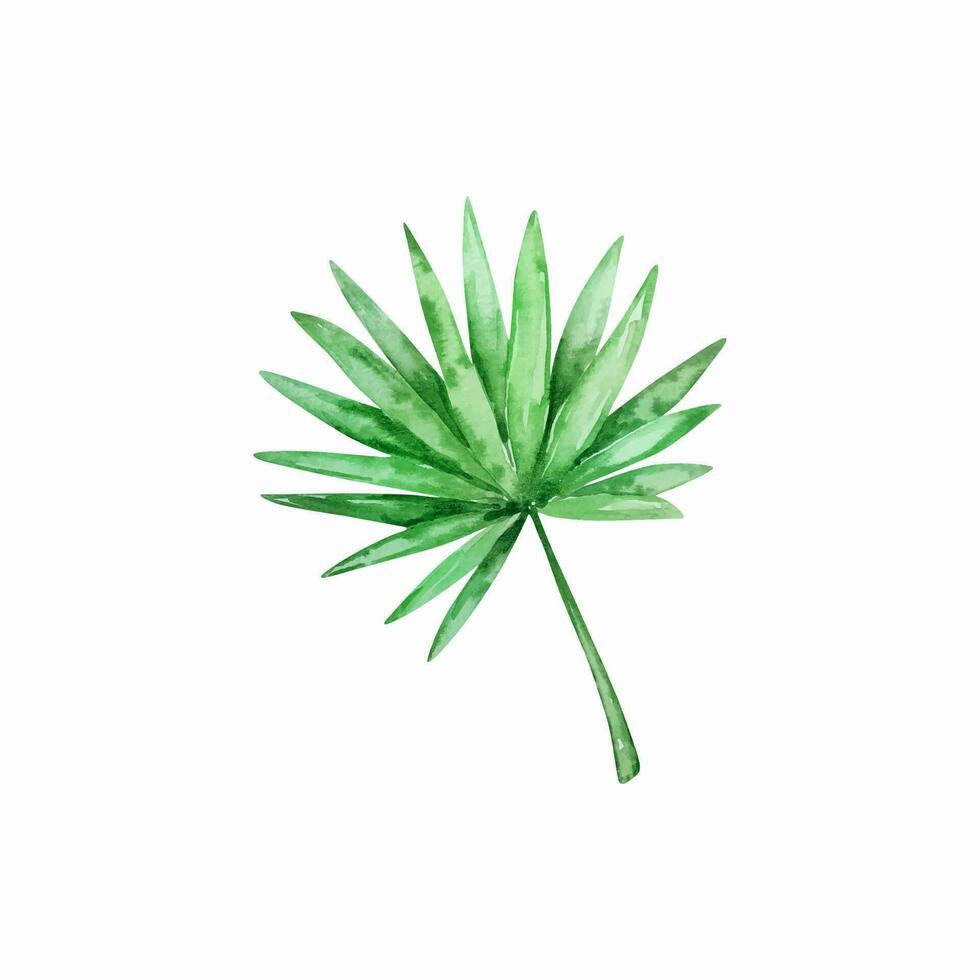 Watercolor tropical branch with leaves, jungle illustration vector