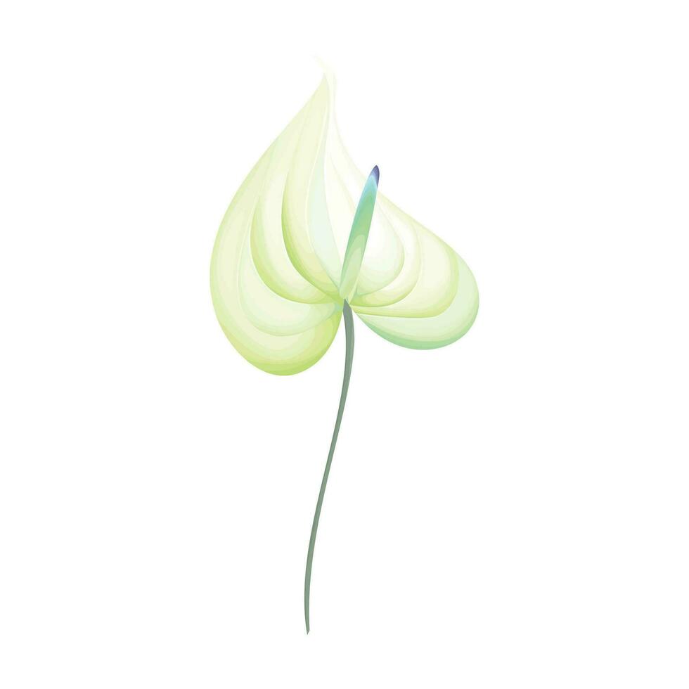 Vector watercolor anthurium green flower hand drawn illustration of tropical exotic plant on isolated background