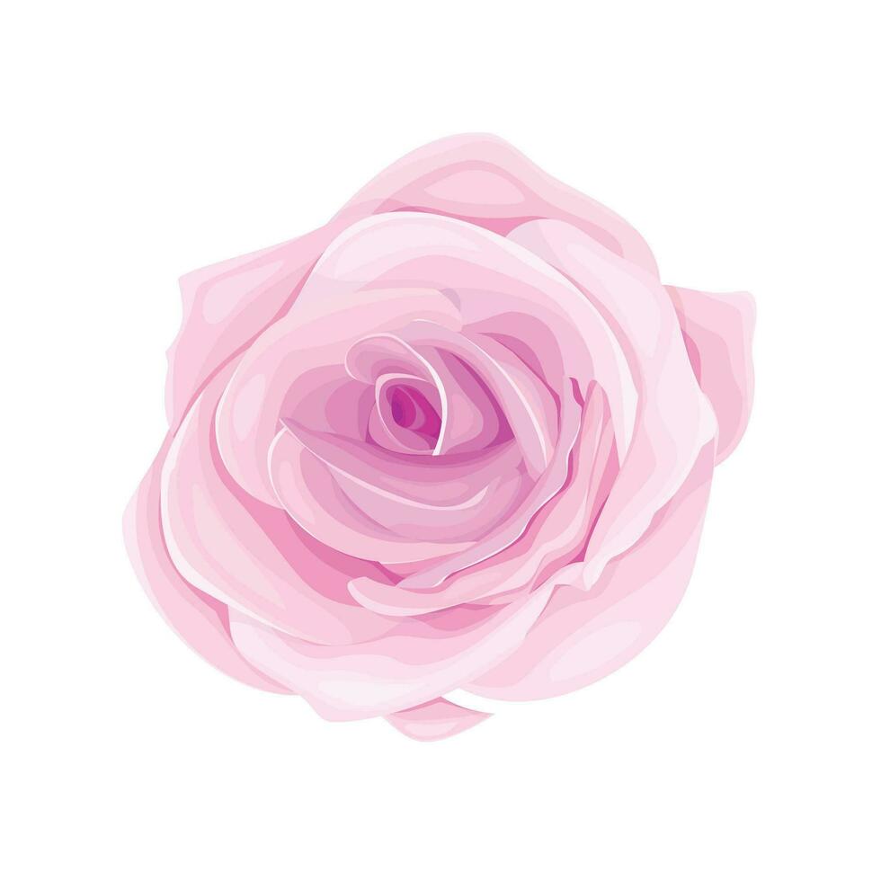 Vector blooming rose on the white background