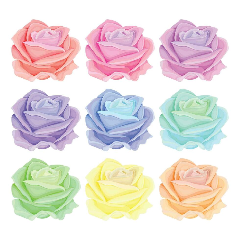 Vector blooming rose on the white background