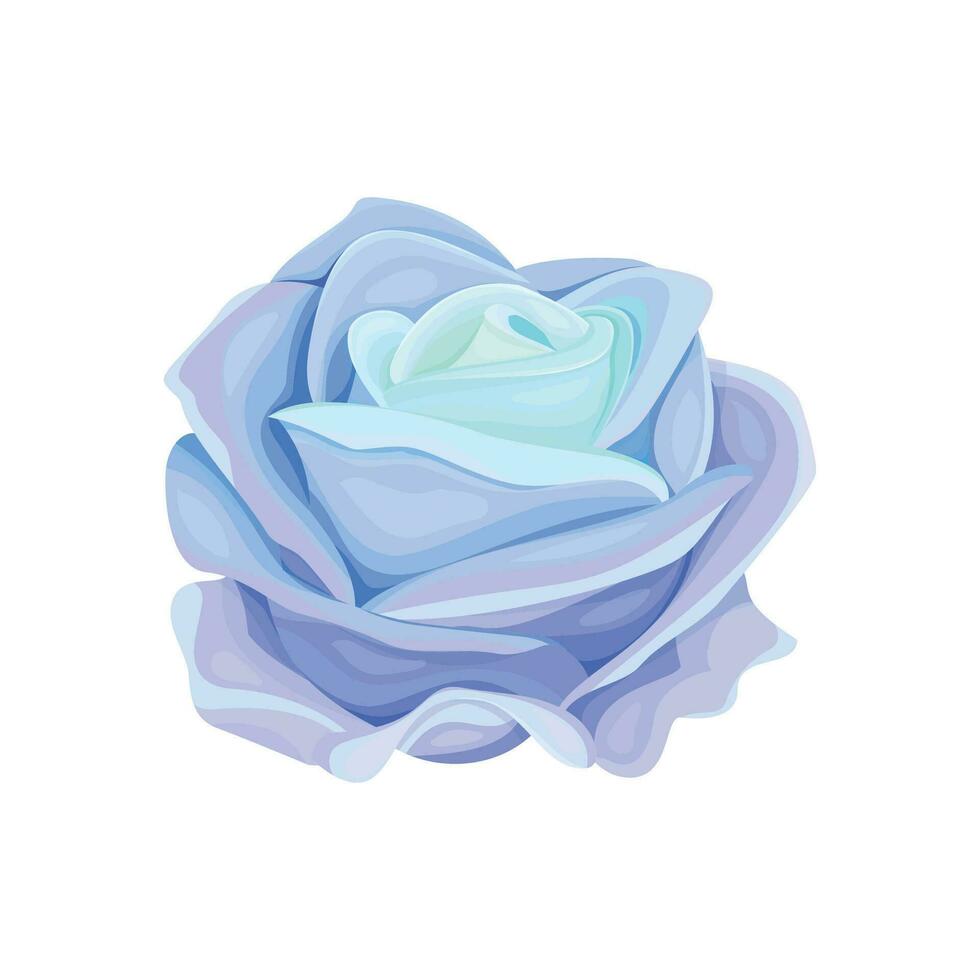 Vector blooming rose on the white background