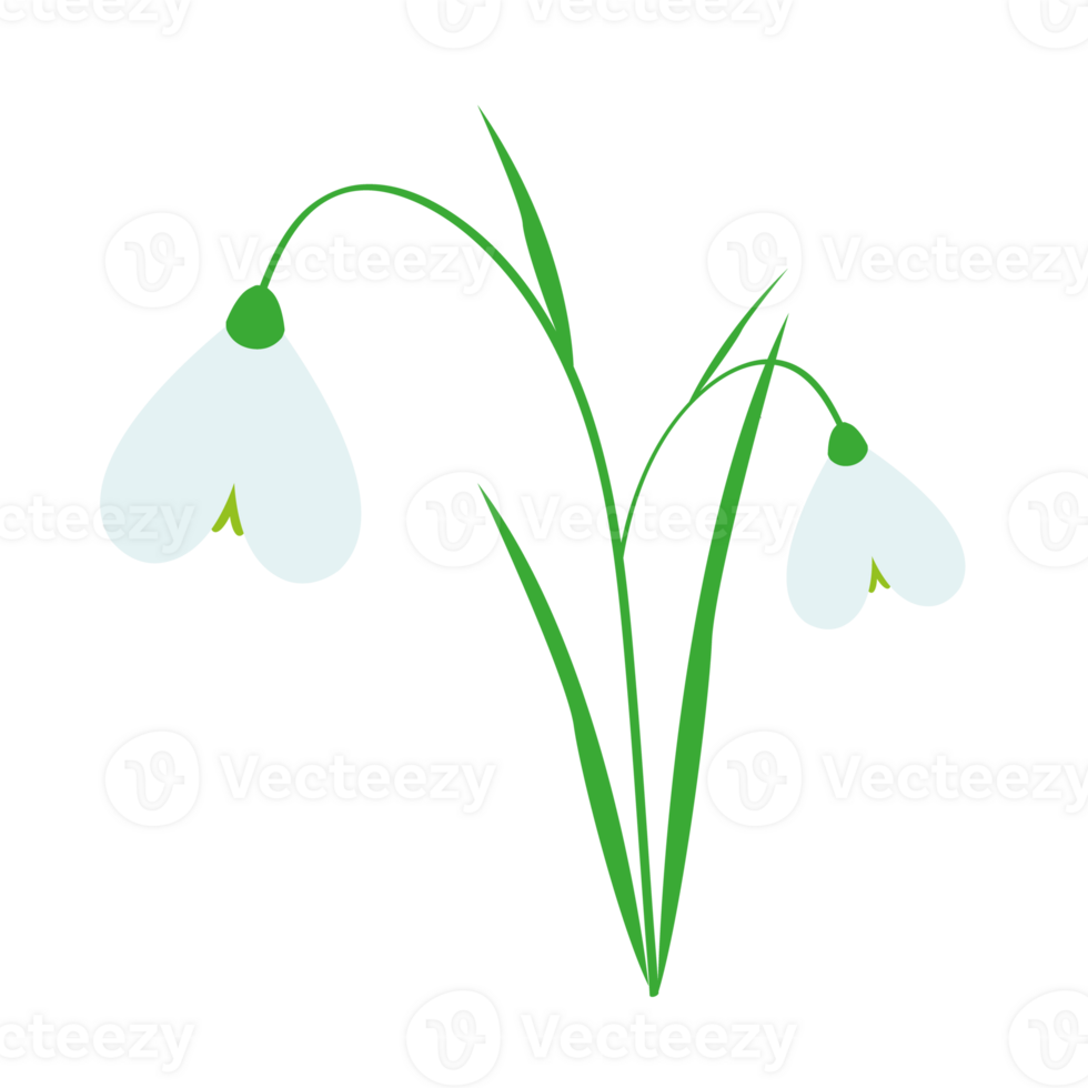 wit sneeuwklokje bloem. teken van de lente. png