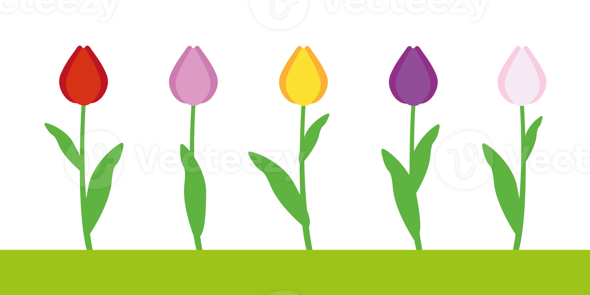 Tulip flowers on stem with leaves illustration set with different blossom shape in colors png