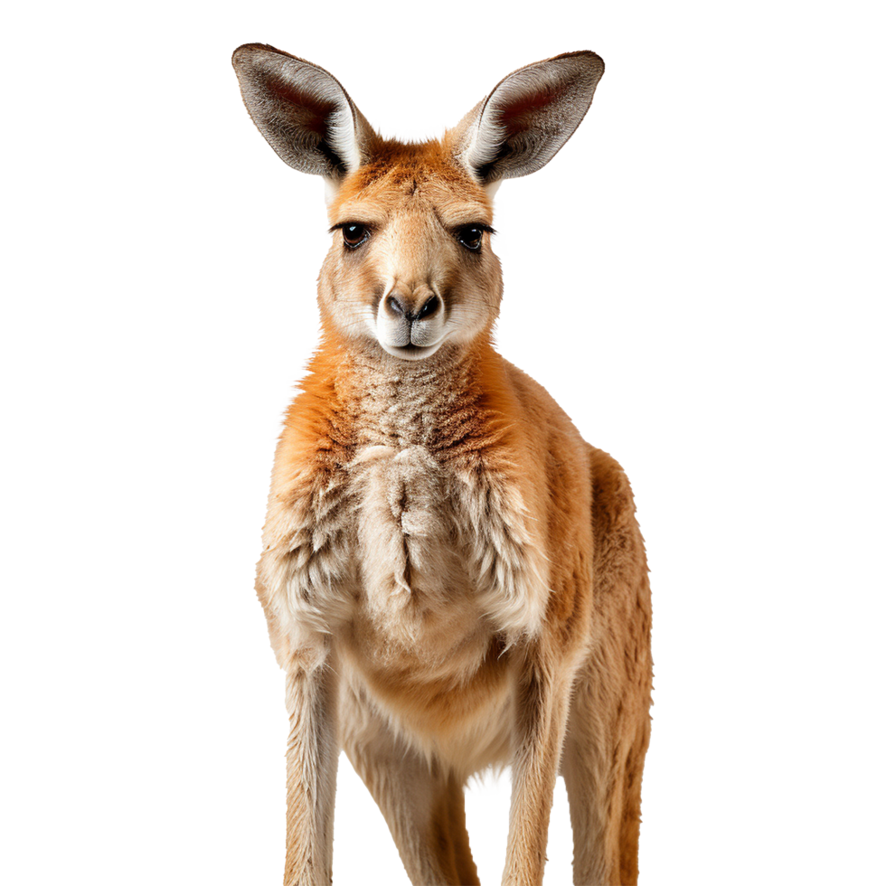AI generated Kangaroo isolated on transparent background png