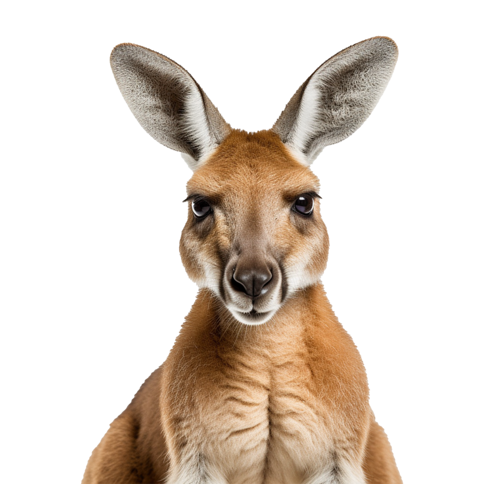 AI generated Kangaroo isolated on transparent background png