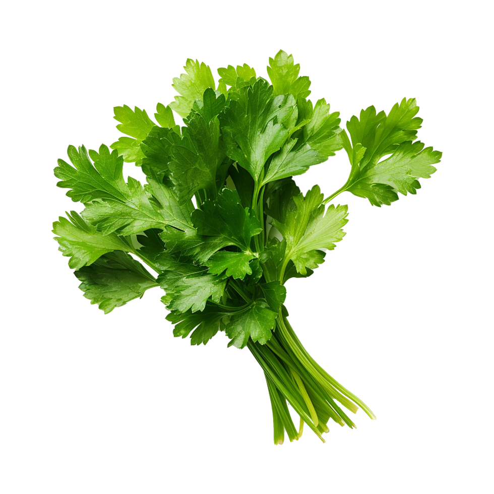 AI generated Parsley leaves in a closeup isolated on transparent