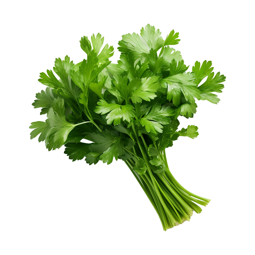 AI generated Parsley leaves in a closeup isolated on transparent background png