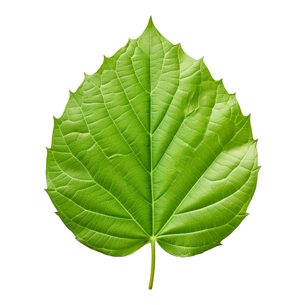 AI generated Green leaf isolated on transparent background png