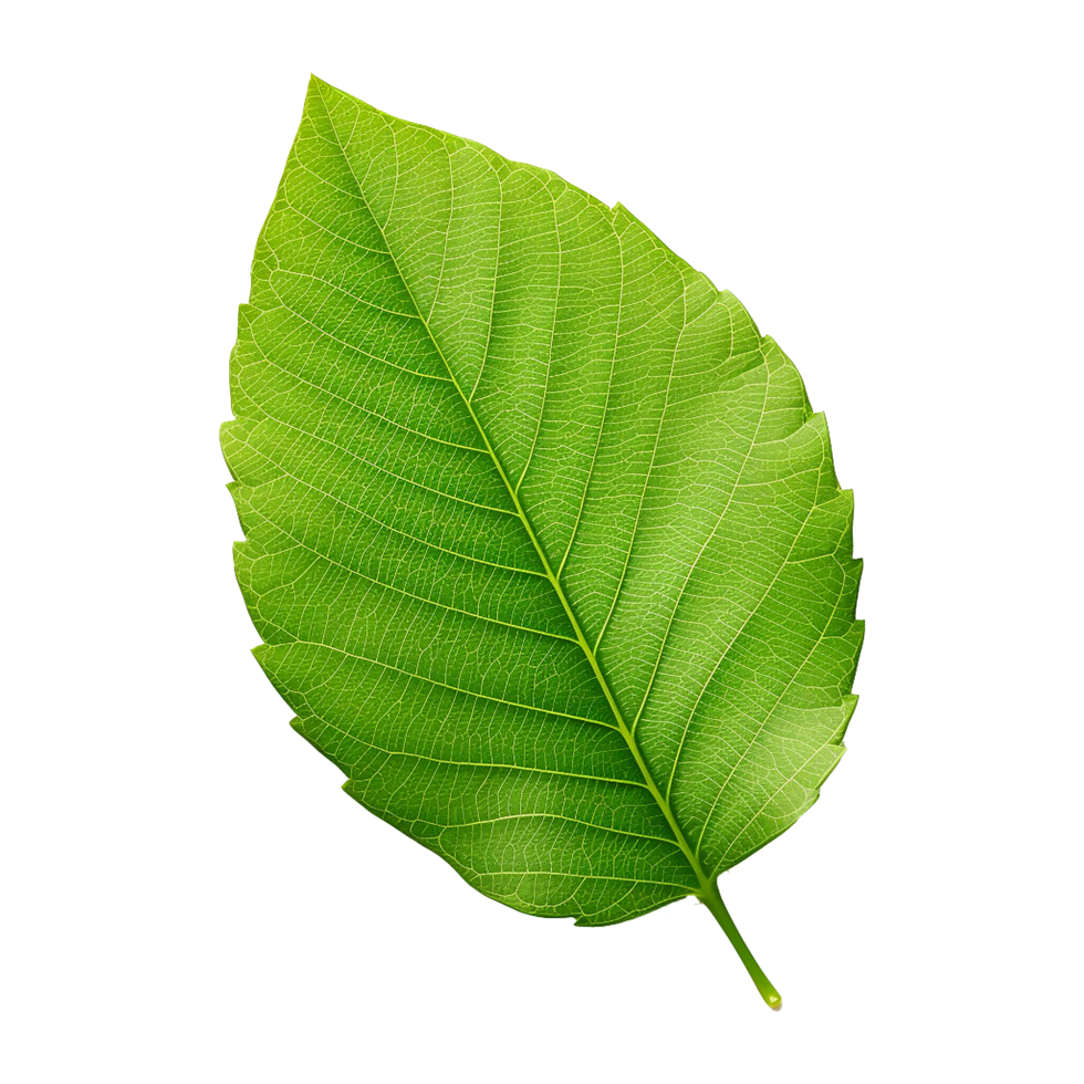 AI generated Green leaf isolated on transparent background png