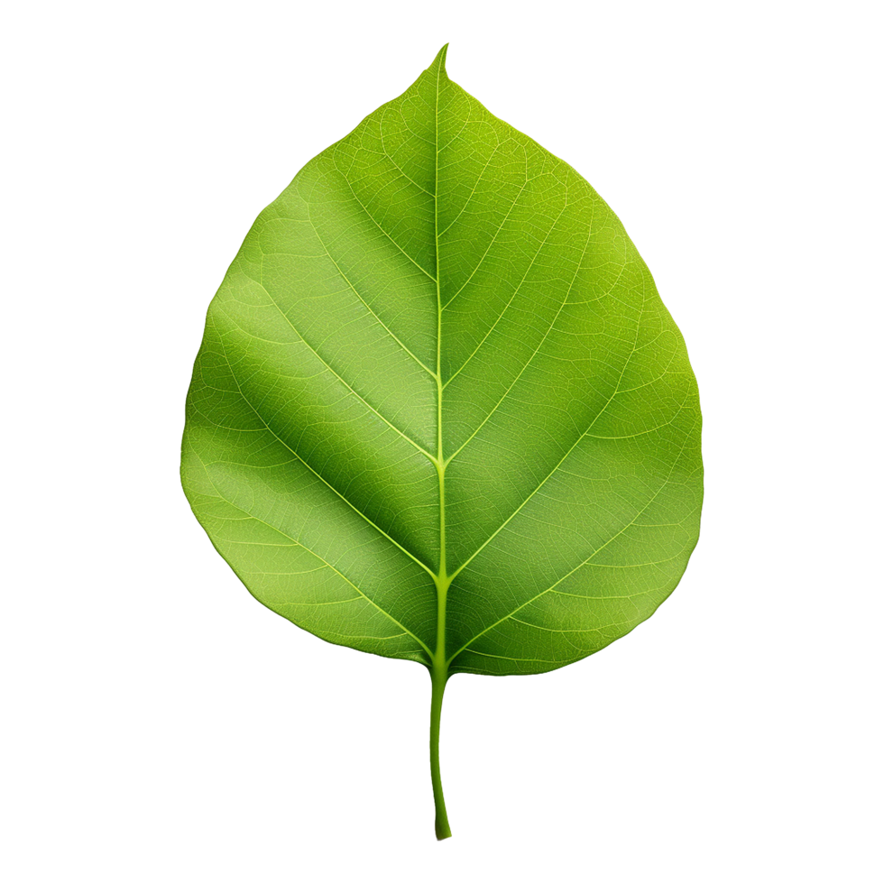 AI generated Green leaf isolated on transparent background png