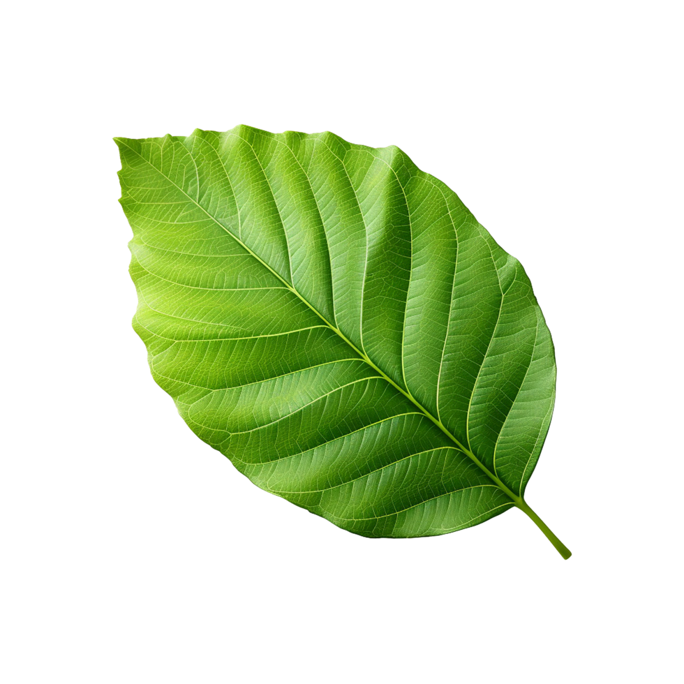 AI generated Green leaf isolated on transparent background png
