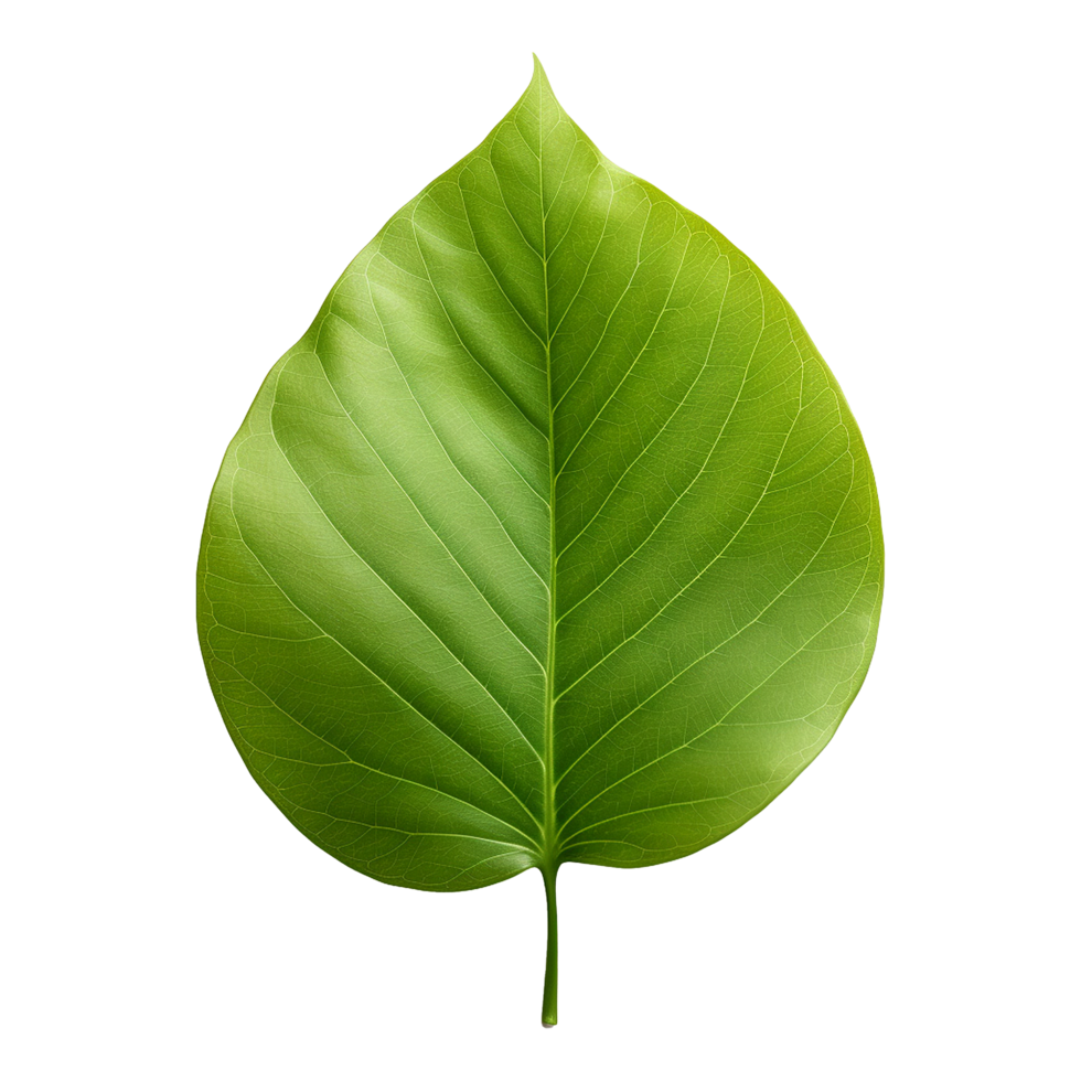 AI generated Green leaf isolated on transparent background png