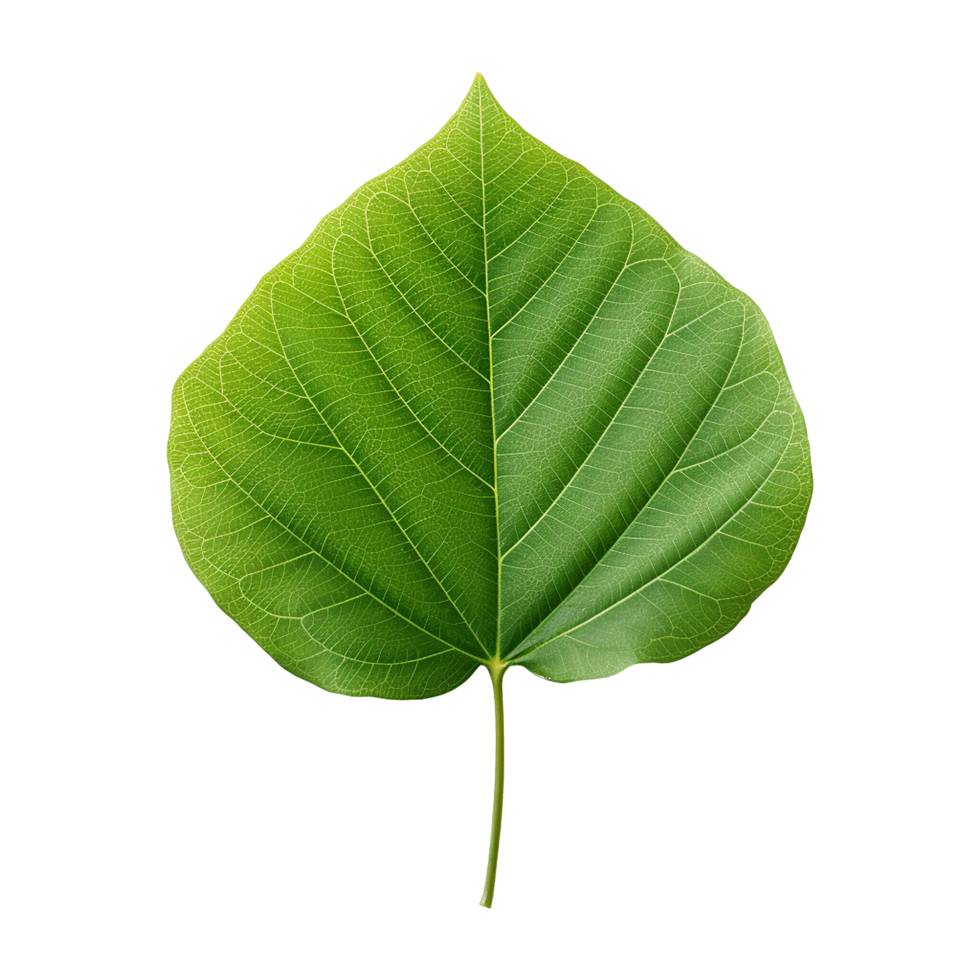 AI generated Green leaf isolated on transparent background png
