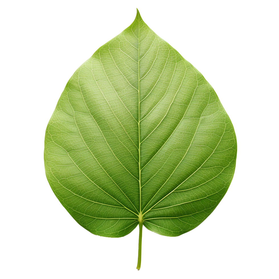 AI generated Green leaf isolated on transparent background png