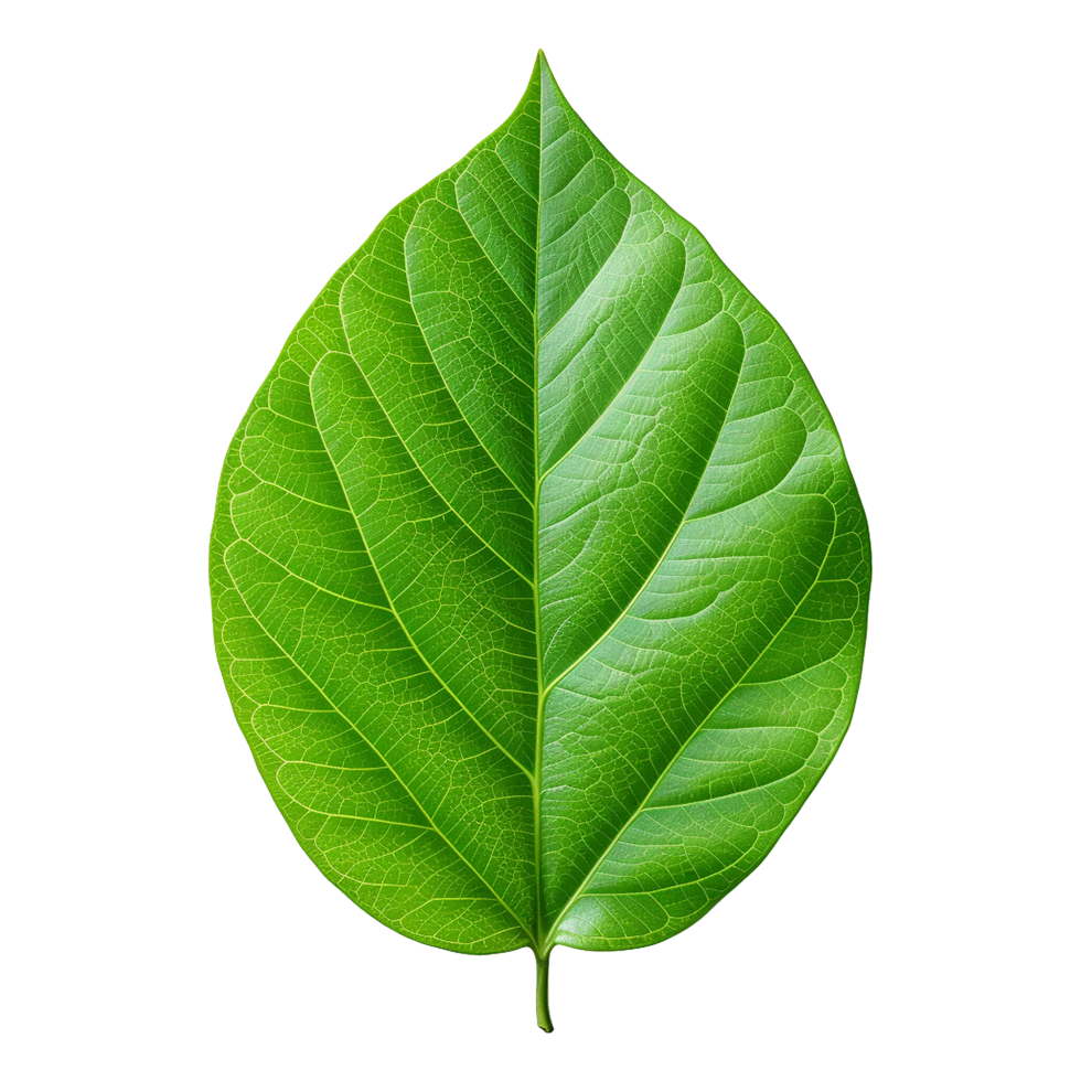AI generated Green leaf isolated on transparent background png