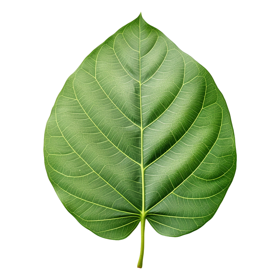 AI generated Green leaf isolated on transparent background png