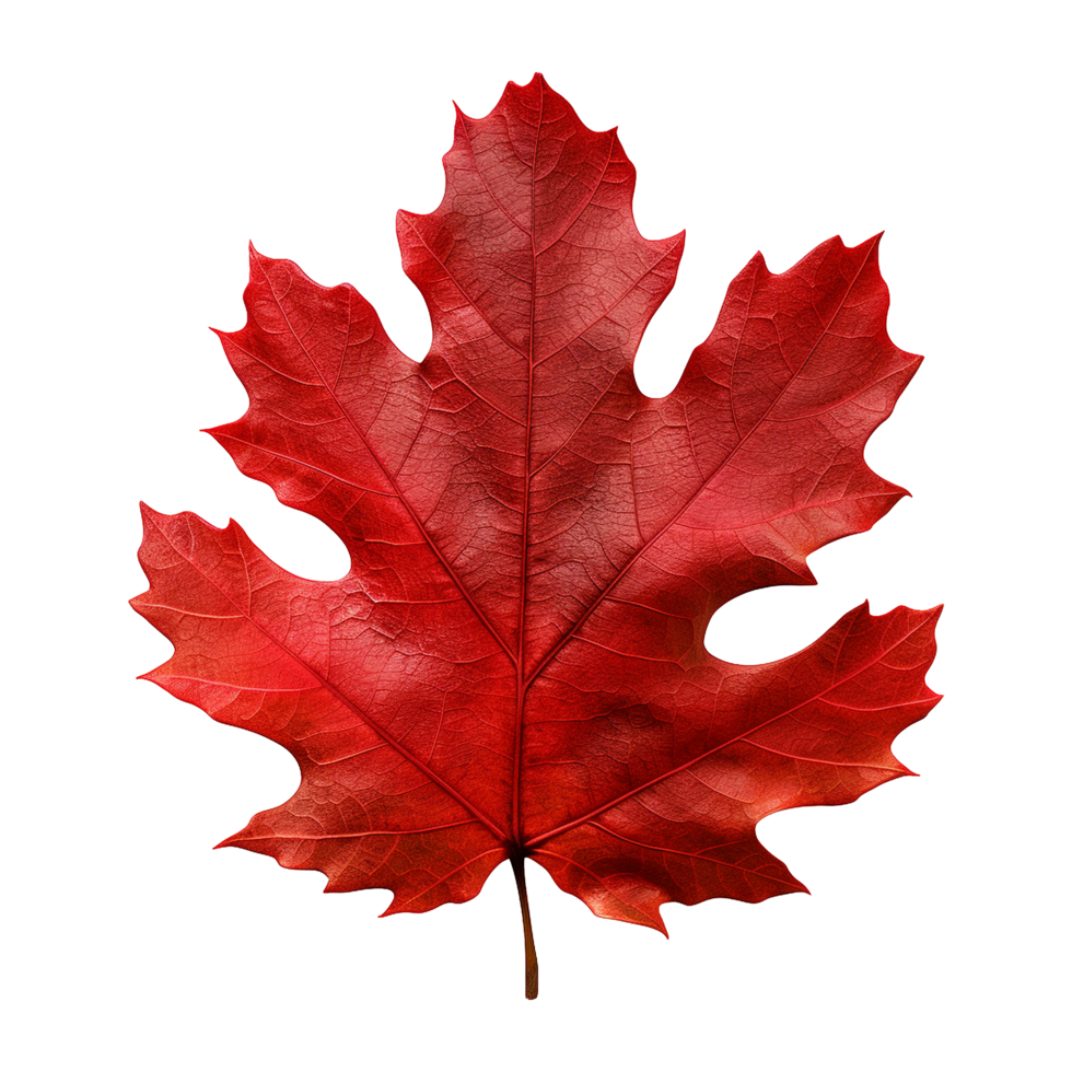 AI generated Red autumn oak leaf isolated on transparent background png
