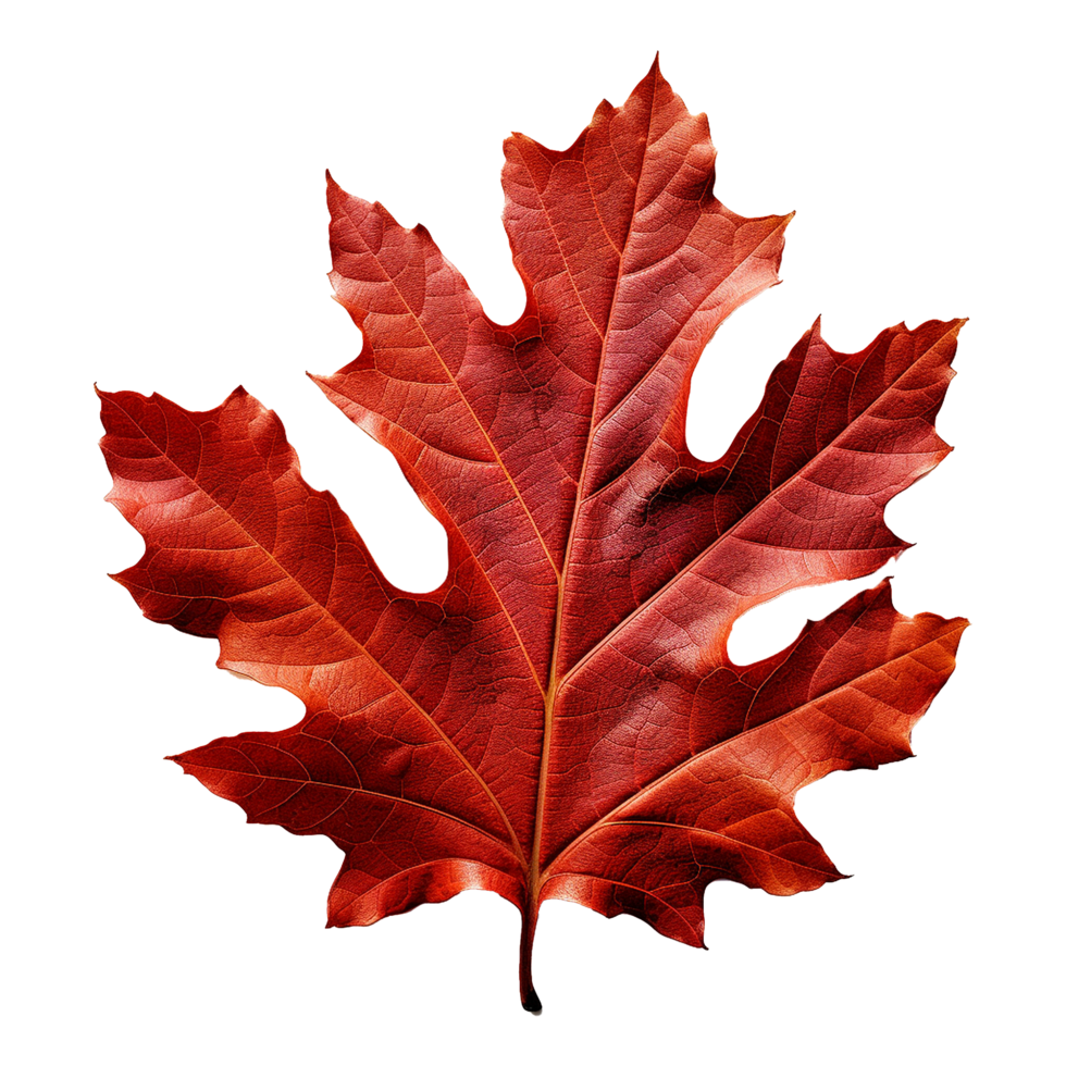 AI generated Red autumn oak leaf isolated on transparent background png