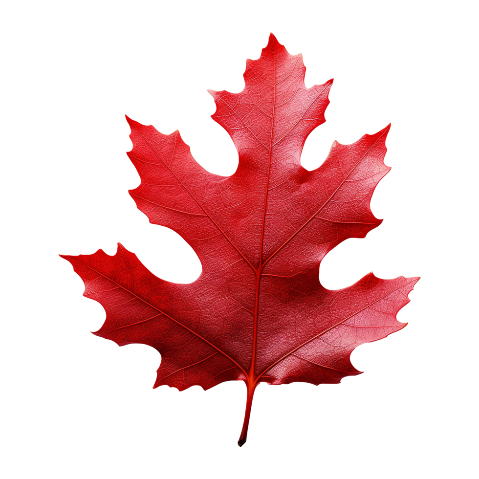 AI generated Red autumn oak leaf isolated on transparent background png