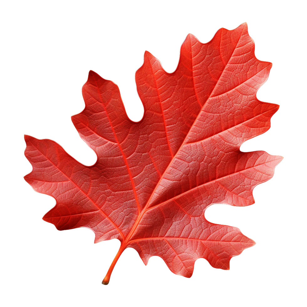 AI generated Red autumn oak leaf isolated on transparent background png