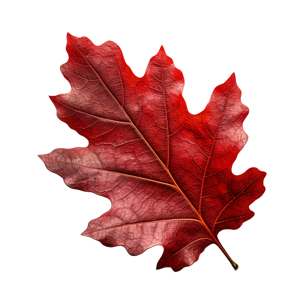 AI generated Red autumn oak leaf isolated on transparent background png