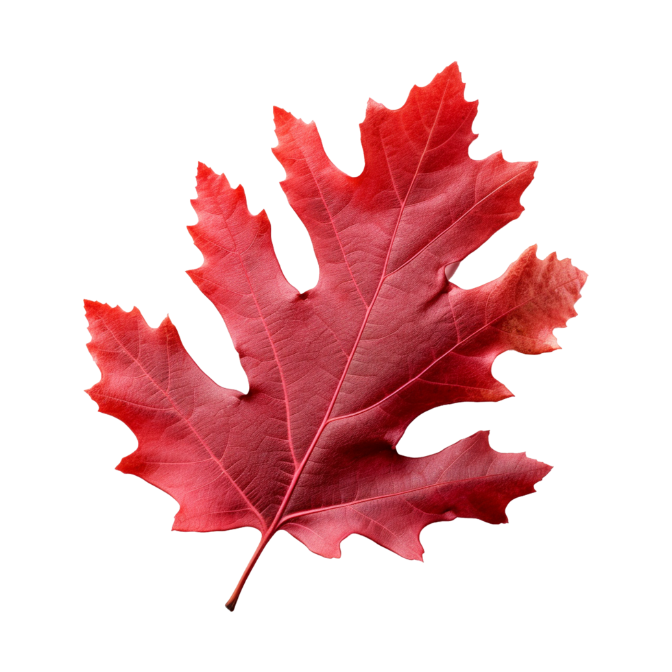 AI generated Red autumn oak leaf isolated on transparent background png
