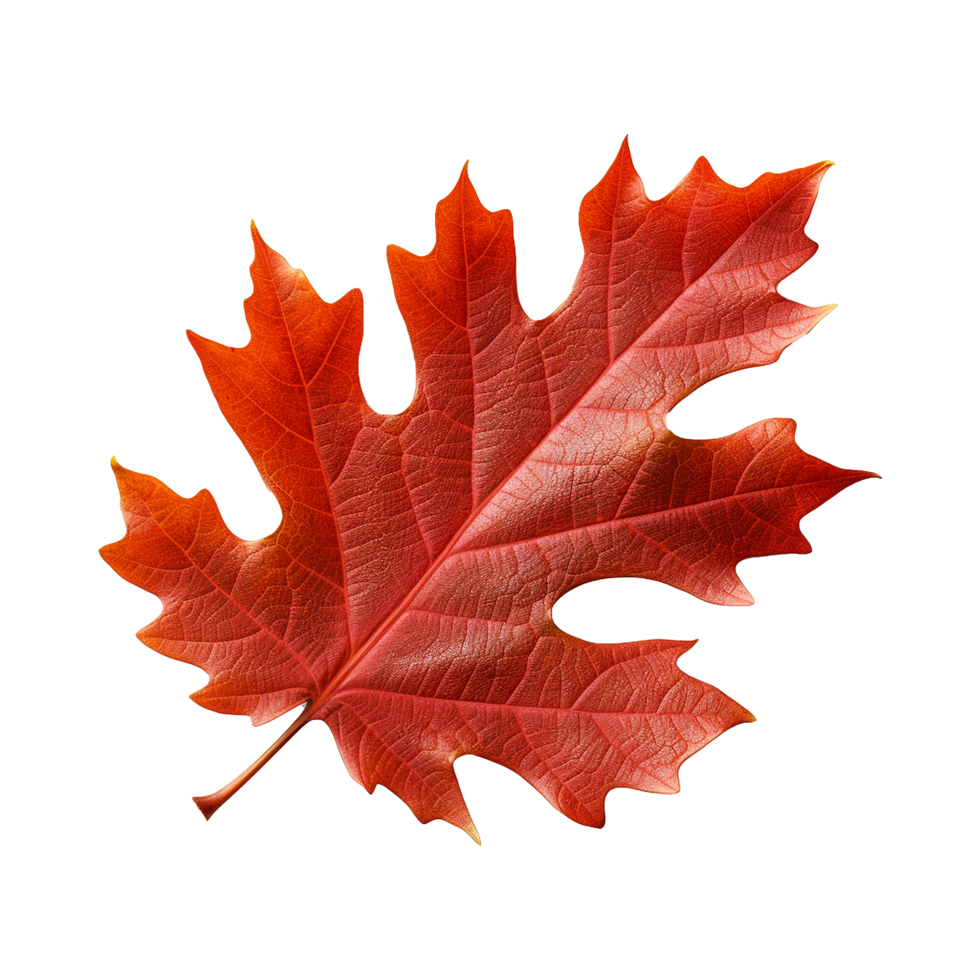 AI generated Red autumn oak leaf isolated on transparent background png