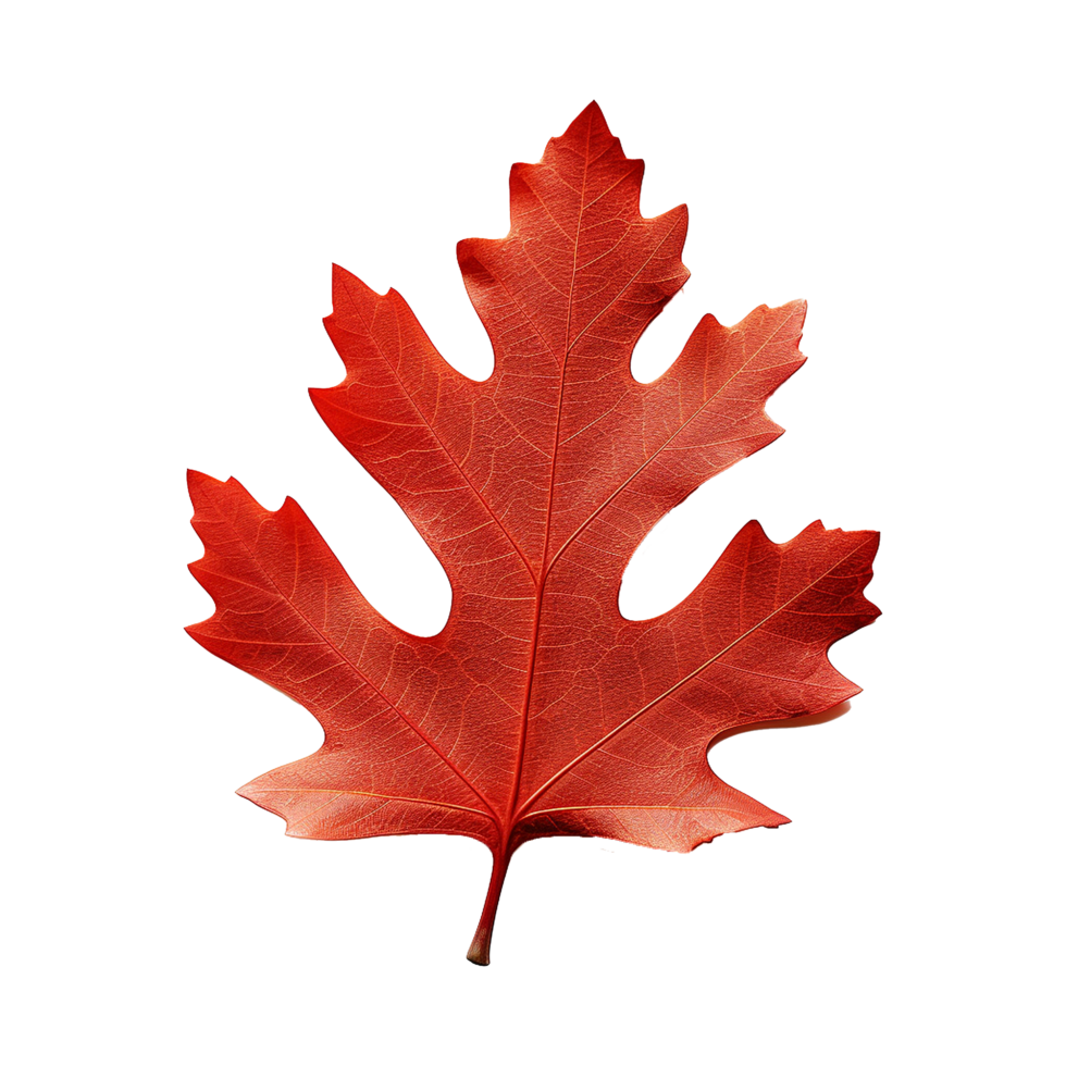 AI generated Red autumn oak leaf isolated on transparent background png
