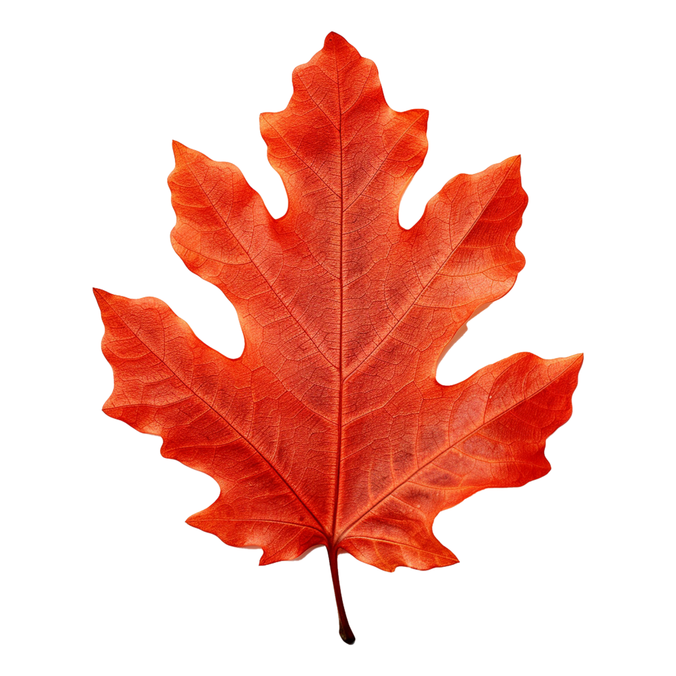 AI generated Red autumn oak leaf isolated on transparent background png