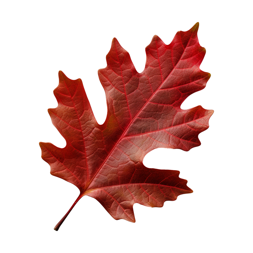 AI generated Red autumn oak leaf isolated on transparent background png