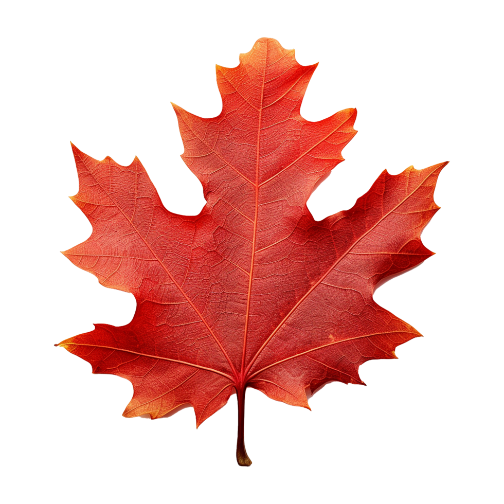 AI generated Red autumn oak leaf isolated on transparent background png
