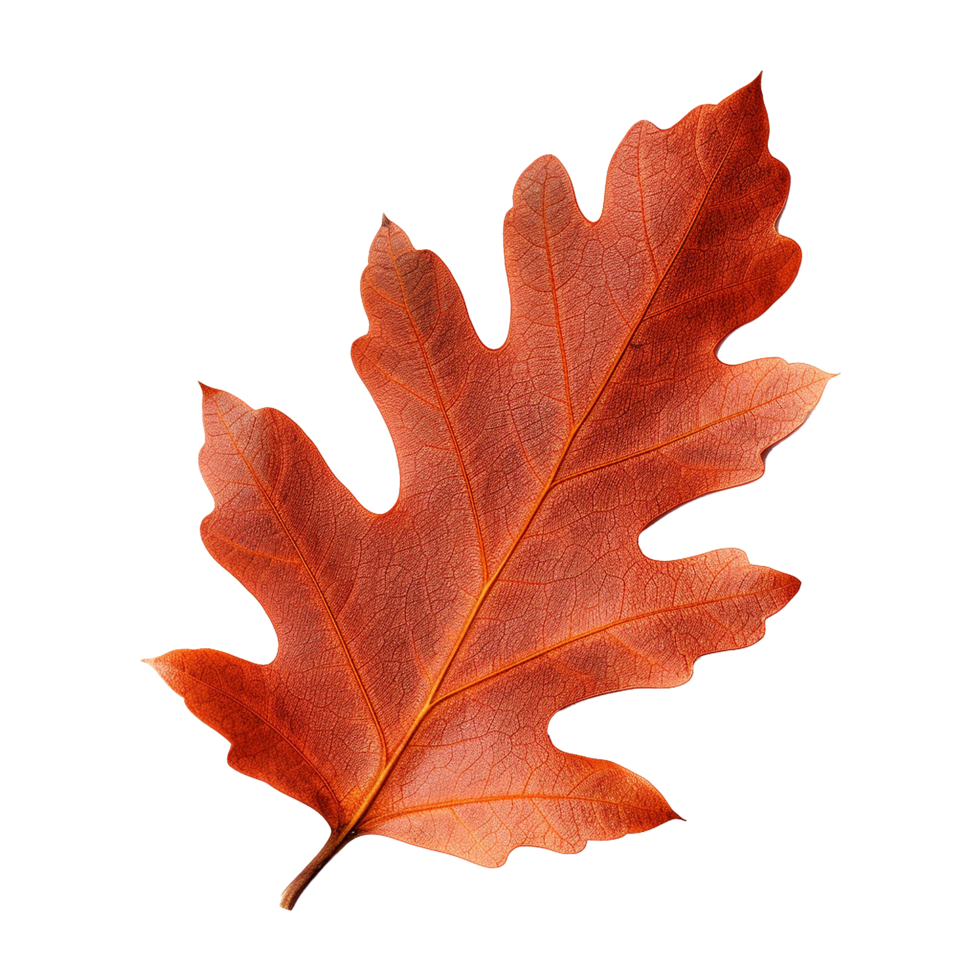 AI generated Red autumn oak leaf isolated on transparent background png