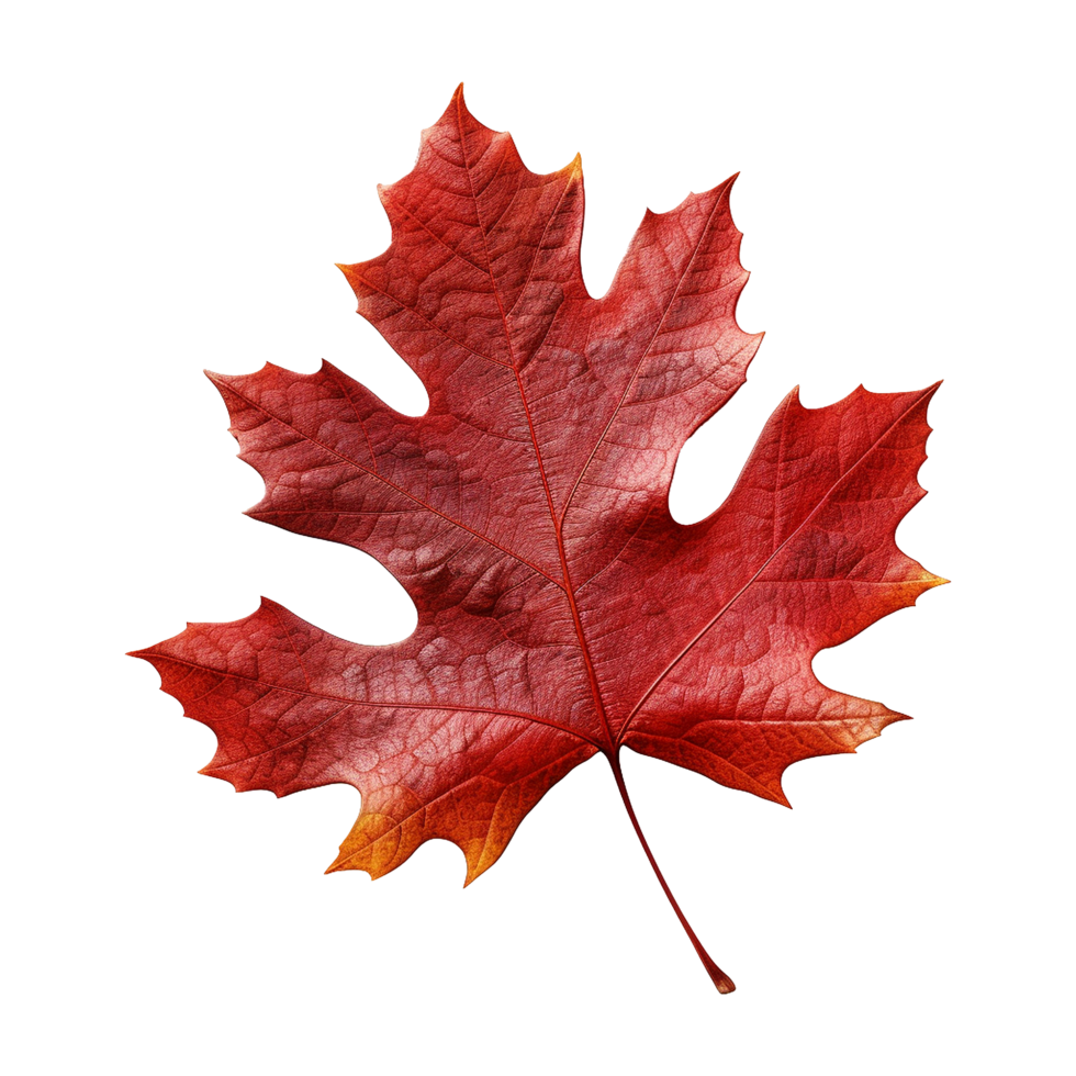 AI generated Red autumn oak leaf isolated on transparent background png