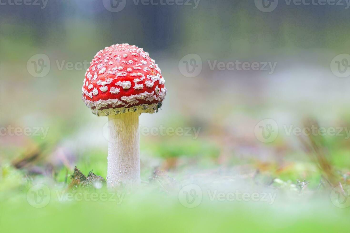 joven amanita muscaria, conocido como el mosca agárico o mosca amanita. curación y medicinal seta con rojo gorra creciente en bosque. lata ser usado para micro dosificación, espiritual practicas y chamán rituales foto